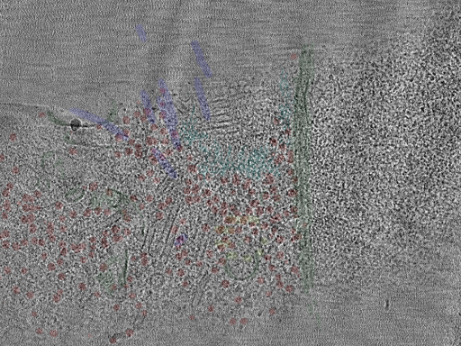 key visualization for Cryo-electron tomography of centrosomes in C. elegans embryonic cells