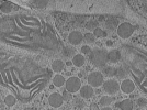 key visualization for Arabidopsis thaliana pollen tubes