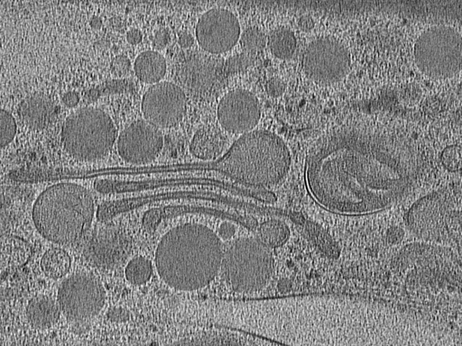 key visualization for pol7-4_lam1_ts1