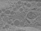 key visualization for pol7-4_lam1_ts1