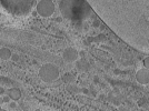 key visualization for pol7-4_lam1_ts2