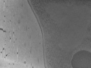 key visualization for Vibrio cholerae competence pilus - ComEA deletion strain