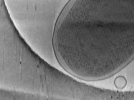 key visualization for Vibrio cholerae competence pilus - PilT K136A inactive variant