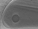 key visualization for Vibrio cholerae competence pilus - PilT deletion strain