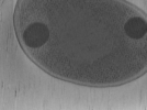 key visualization for Vibrio cholerae competence pilus - PilT and PilU inactive variants