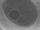 key visualization for Vibrio_pilT_pilU_101