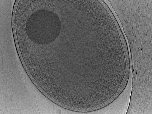 key visualization for Vibrio_pilT_pilU_102