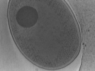 key visualization for Vibrio_pilT_pilU_102
