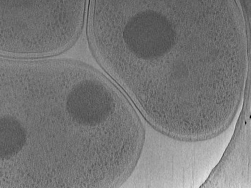 key visualization for Vibrio_pilT_pilU_103