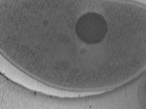 key visualization for Vibrio_pilT_pilU_104