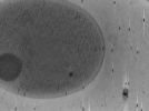 key visualization for Vibrio_pilT_pilU_105