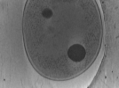 key visualization for Vibrio_pilT_pilU_106