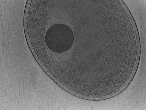 key visualization for Vibrio_pilT_pilU_107