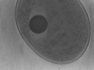 key visualization for Vibrio_pilT_pilU_107