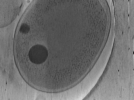 key visualization for Vibrio_pilT_pilU_109