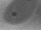 key visualization for Vibrio_pilT_pilU_110