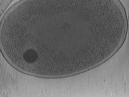 key visualization for Vibrio_pilT_pilU_111