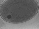 key visualization for Vibrio_pilT_pilU_111