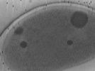 key visualization for Vibrio_pilT_pilU_112