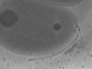 key visualization for Vibrio_pilT_pilU_113