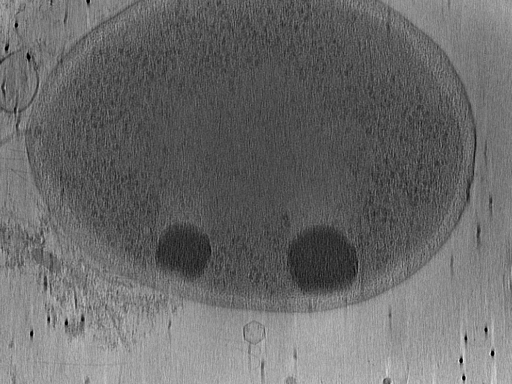 key visualization for Vibrio_pilT_pilU_115