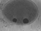 key visualization for Vibrio_pilT_pilU_115