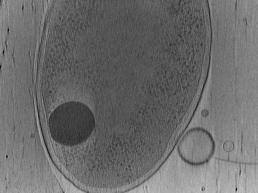 key visualization for Vibrio_pilT_pilU_118