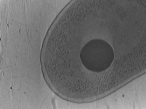 key visualization for Vibrio_pilT_pilU_119