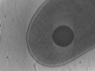 key visualization for Vibrio_pilT_pilU_119