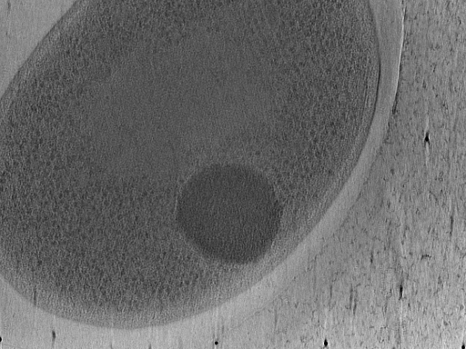 key visualization for Vibrio_pilT_pilU_120
