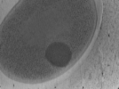 key visualization for Vibrio_pilT_pilU_120