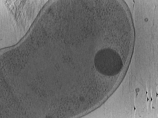 key visualization for Vibrio_pilT_pilU_121