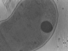 key visualization for Vibrio_pilT_pilU_121