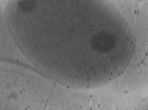 key visualization for Vibrio_pilT_pilU_122