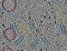 key visualization for sample_1