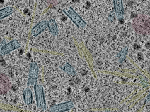 key visualization for sample_10
