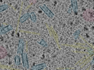 key visualization for sample_10