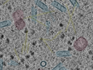 key visualization for sample_100