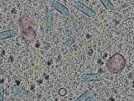key visualization for sample_100