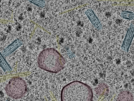 key visualization for sample_106