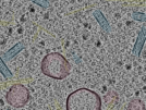 key visualization for sample_106