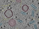 key visualization for sample_109