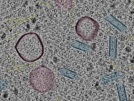 key visualization for sample_109