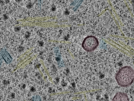 key visualization for sample_11