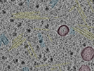 key visualization for sample_11