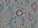 key visualization for sample_110