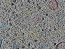key visualization for sample_112