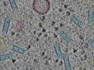 key visualization for sample_114
