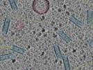key visualization for sample_114