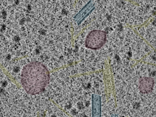 key visualization for sample_115